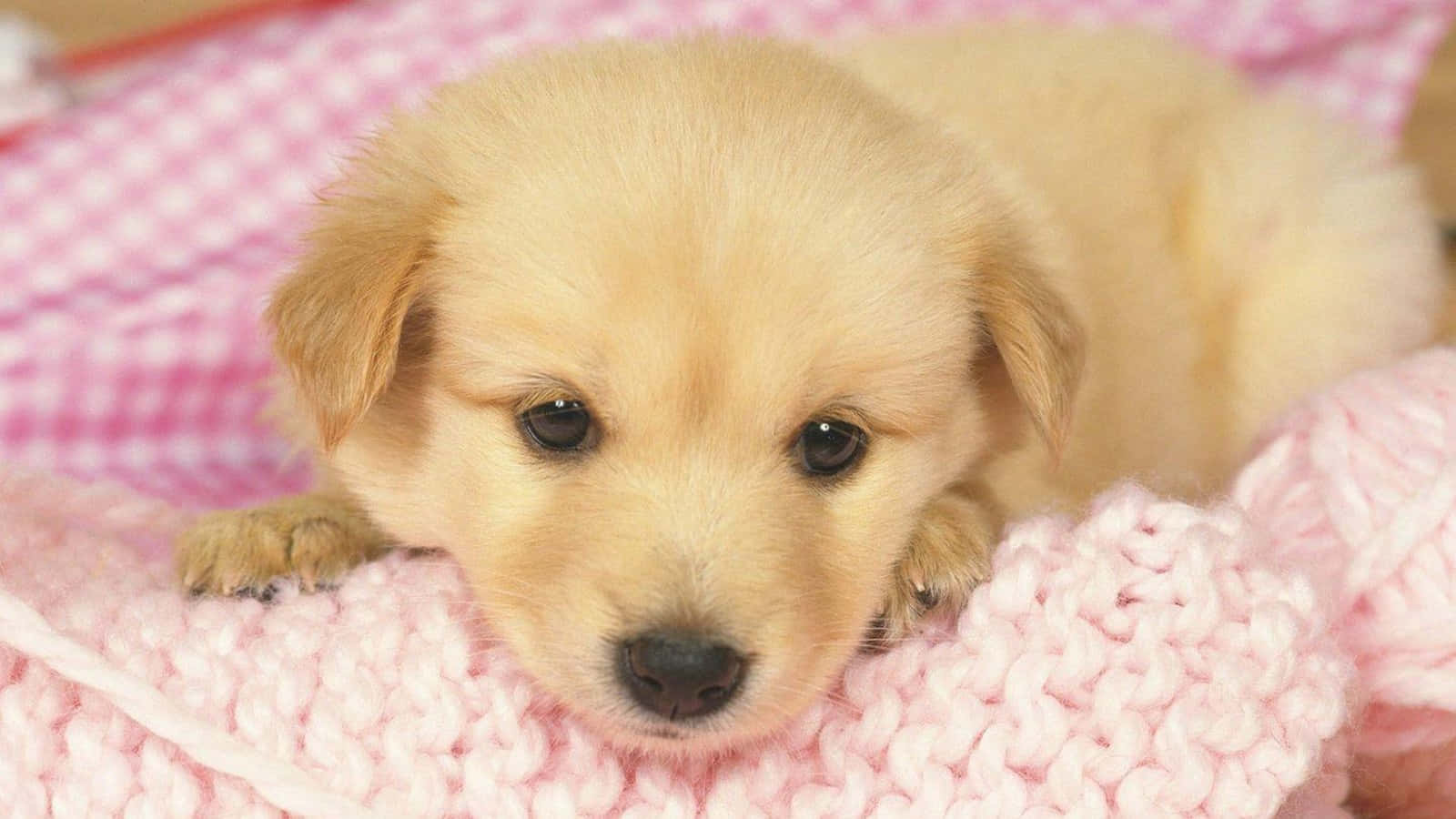A Puppy Is Laying On A Pink Blanket Wallpaper