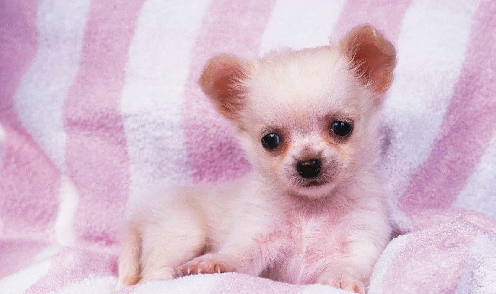 A Small White Puppy Sitting On A Pink And White Blanket Wallpaper