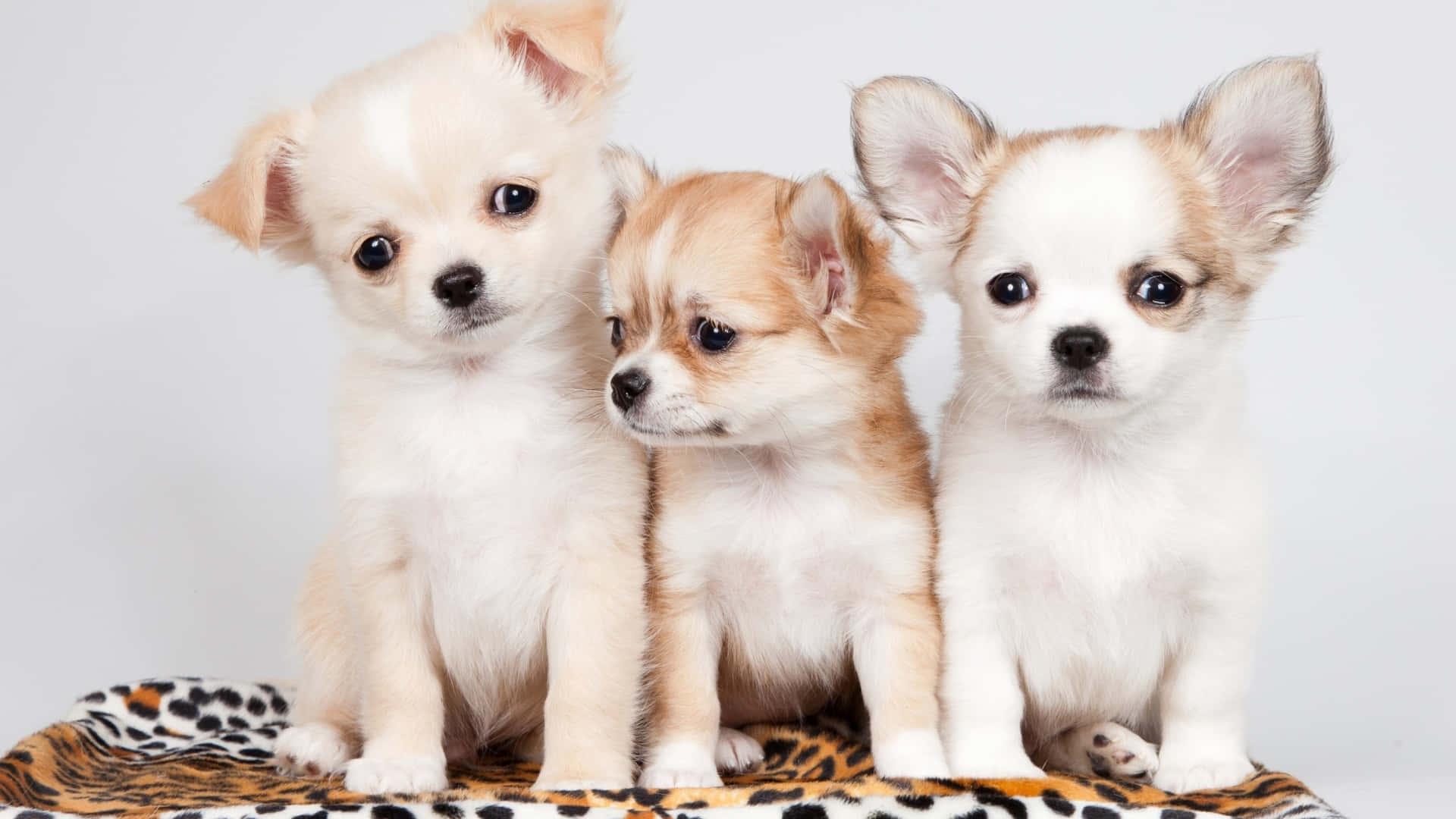 Three Small Chihuahua Puppies On A Leopard Print Blanket Wallpaper