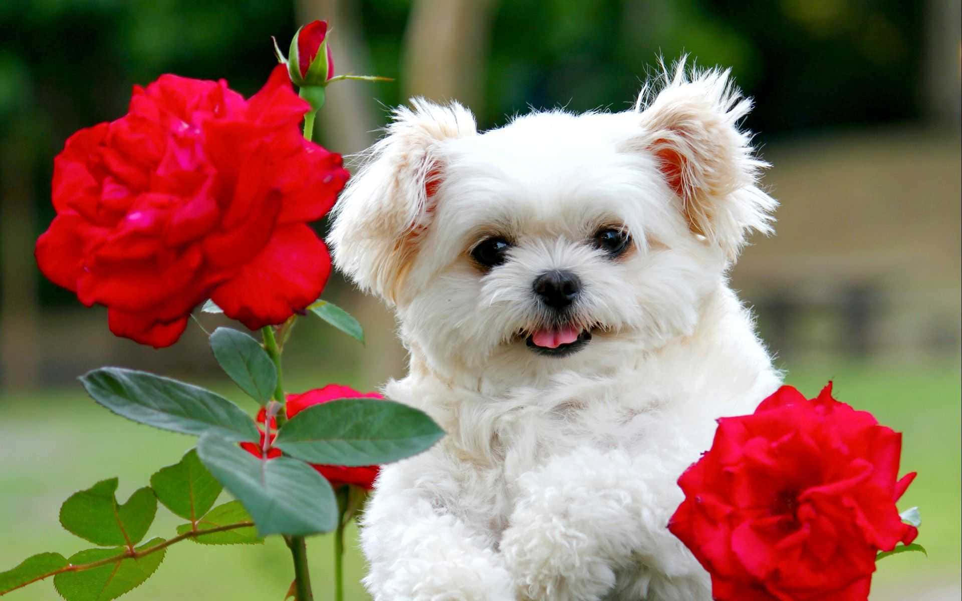 Cute and Cuddly Pink Puppies Wallpaper