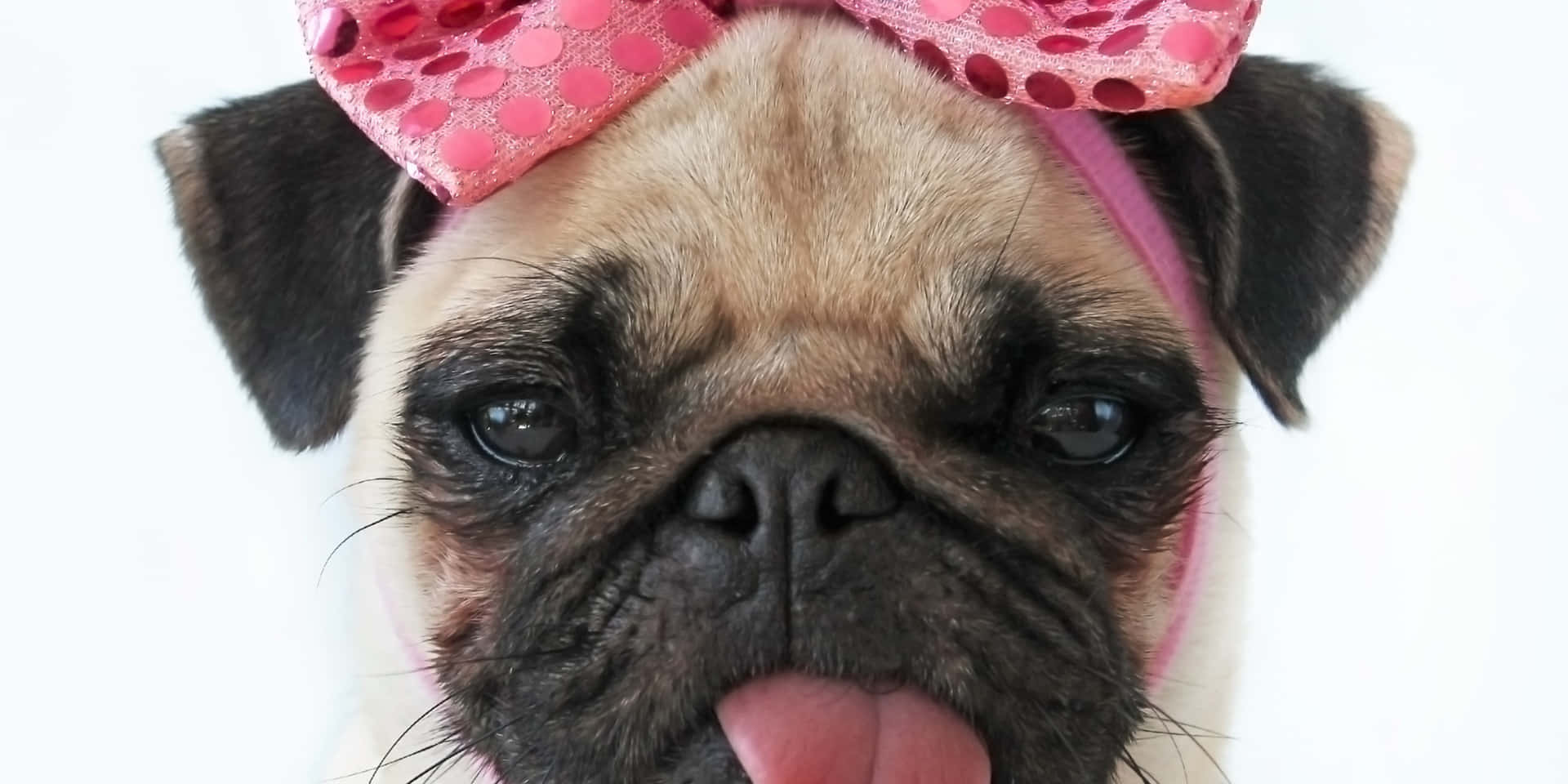 A Pug Dog With A Pink Bow On Its Head Wallpaper