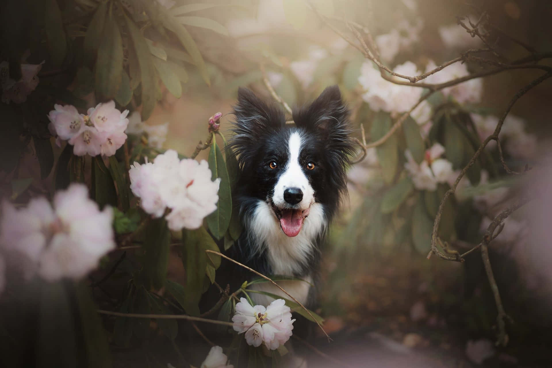 Einhund Ist In Den Blumen. Wallpaper