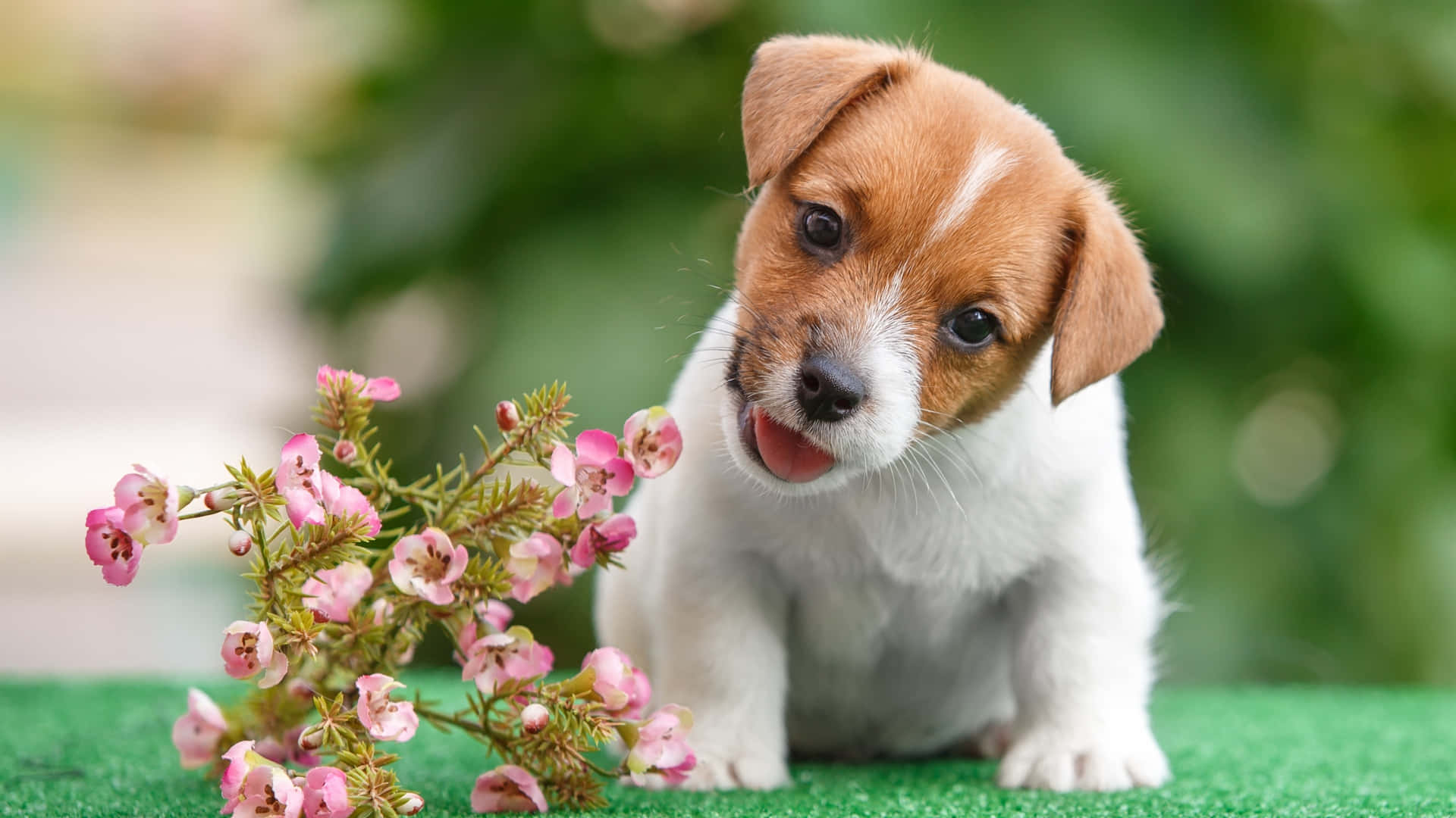 Soft and Sweet Puppies in Pink Wallpaper