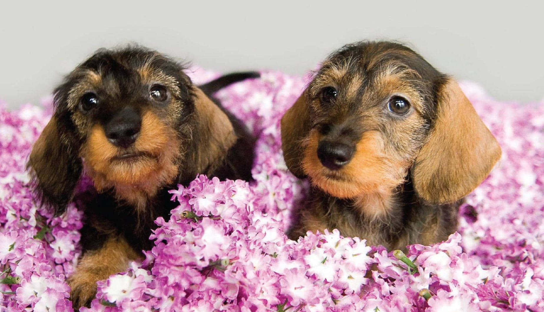 Adorable pink puppies frolicking in the grass Wallpaper