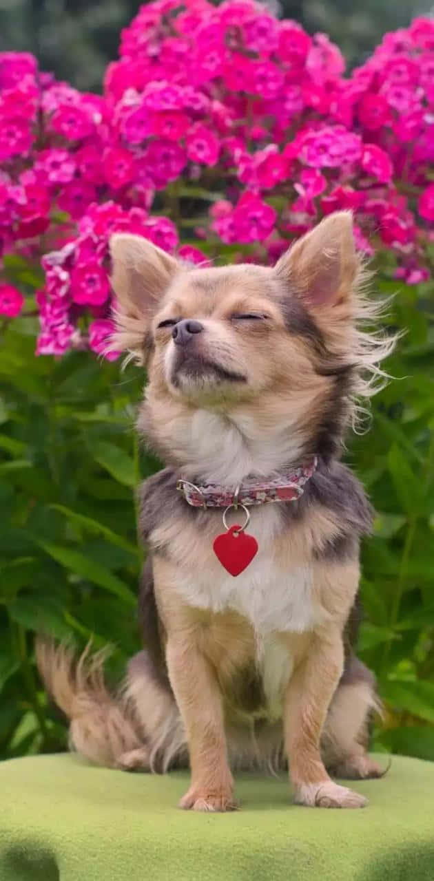 Chihuahua Dog In Front Of Flowers Wallpaper