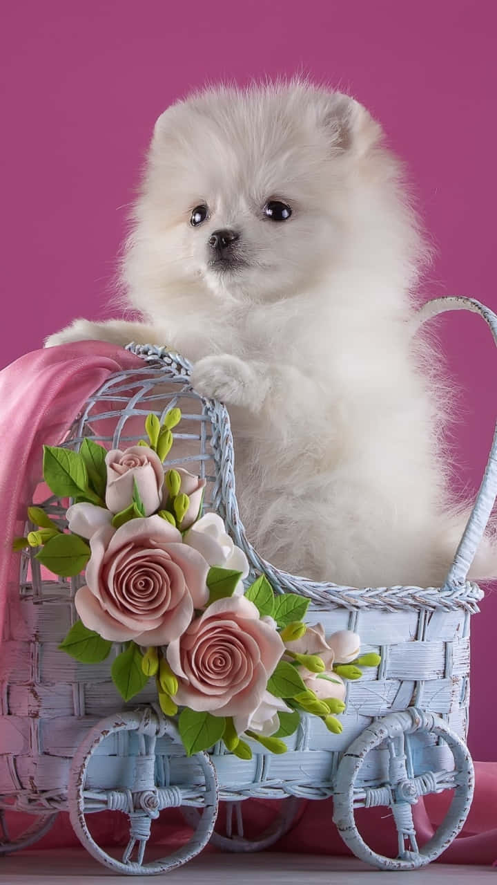 Uncucciolo Di Pomerania Bianco In Una Carrozzina Rosa Con Fiori Sfondo