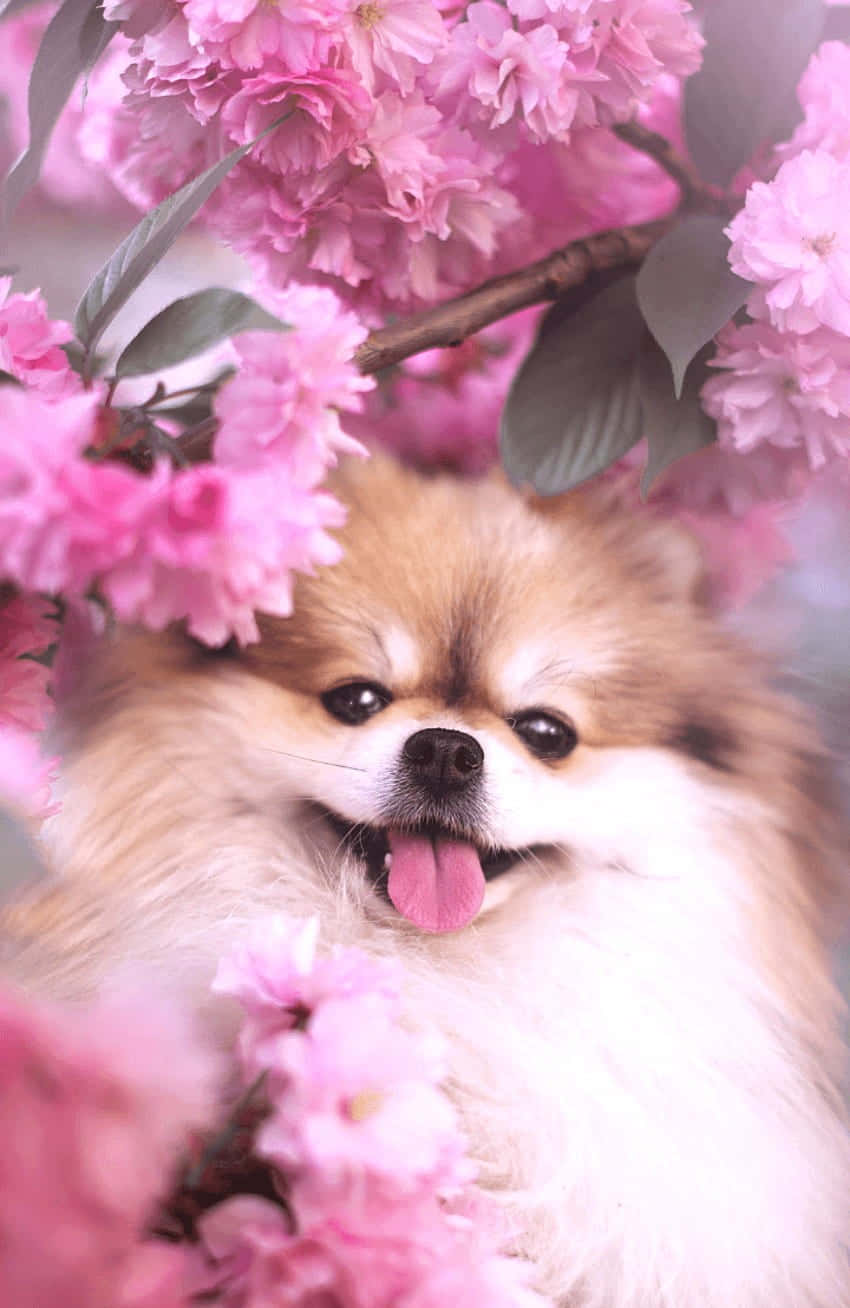 Adorable blush-colored puppies in a bed of roses Wallpaper