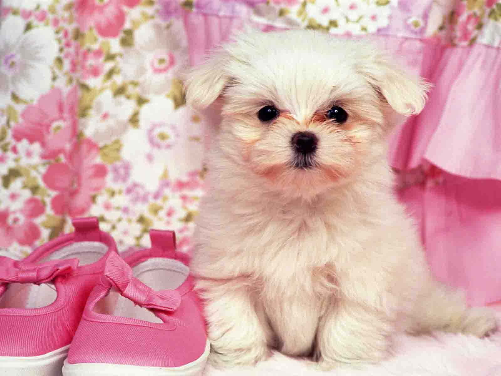 A loving family of pink puppies. Wallpaper