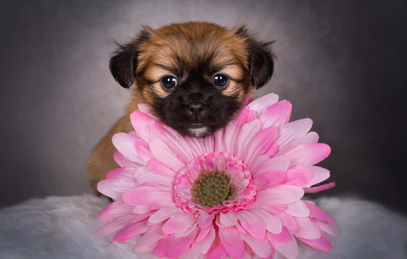 A Puppy Is Holding A Pink Flower Wallpaper