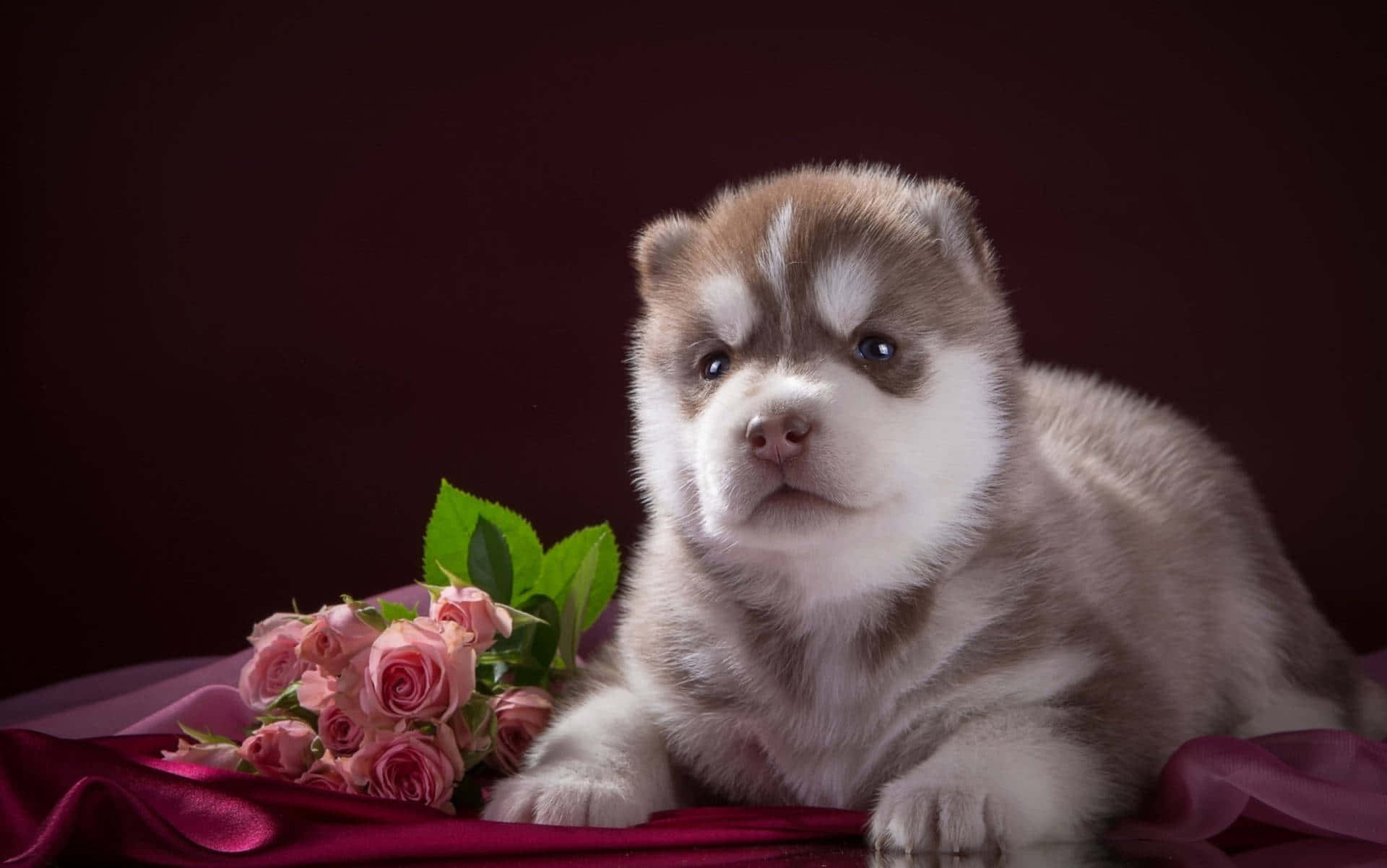 Husky Puppy With Roses On A Red Background Wallpaper