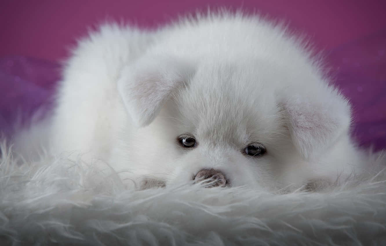 En hvid hund lægge på en fluffy tæppe Wallpaper