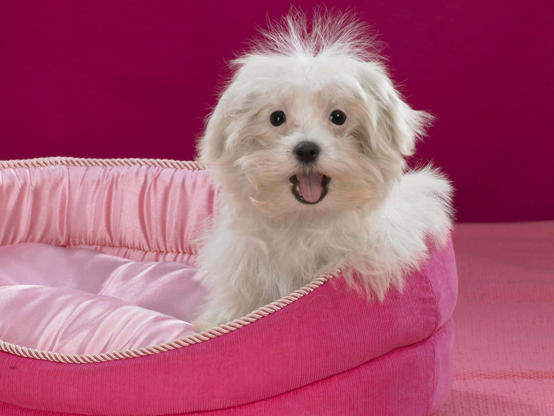 Unpequeño Perro Blanco Sentado En Una Cama De Perro Rosa Fondo de pantalla