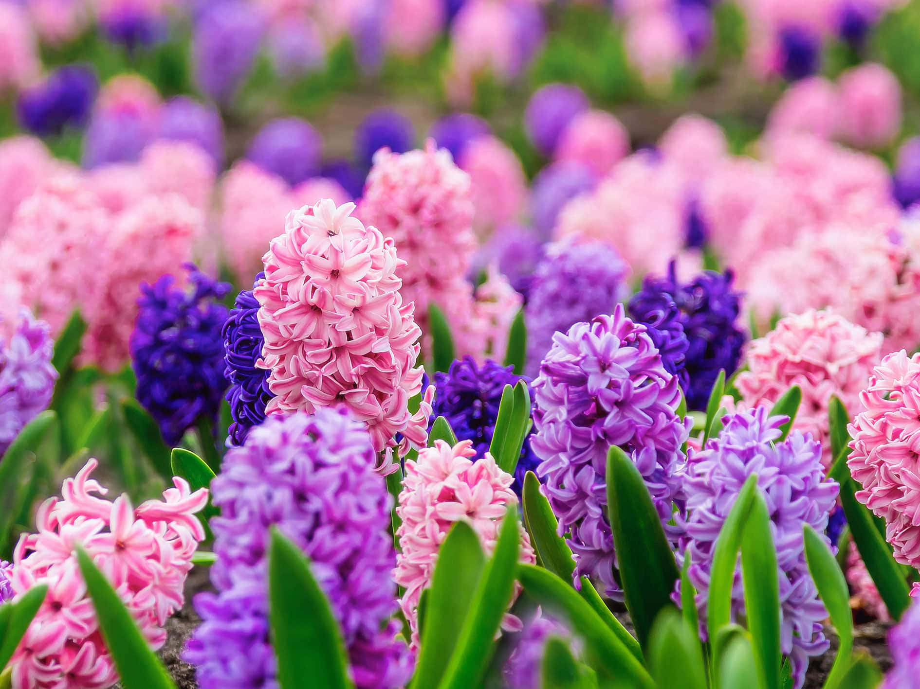 Pink, Purple, And Violet Flowers Picture