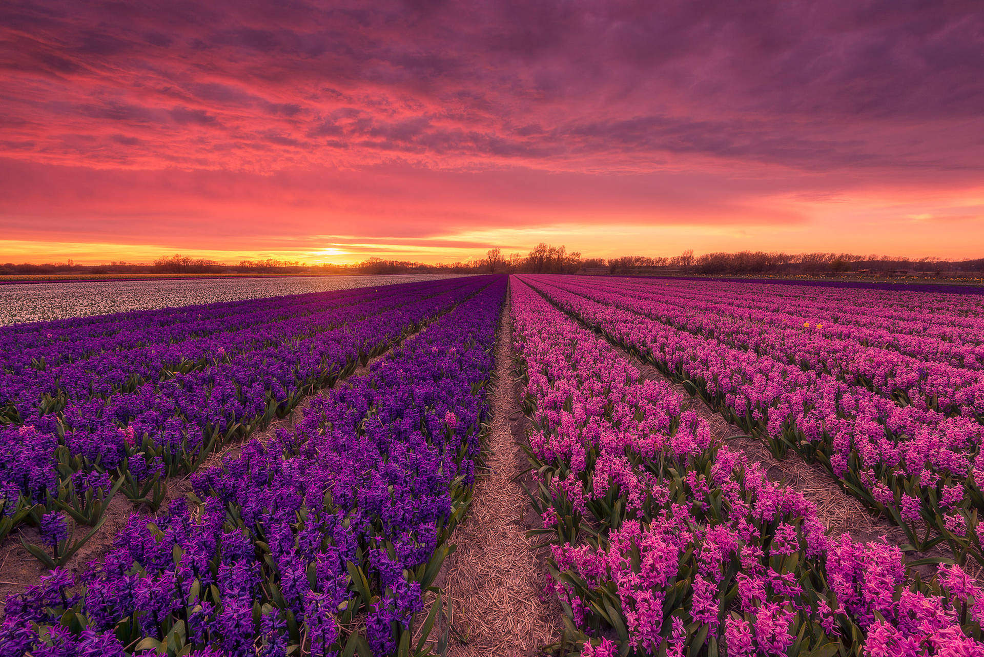 Pink Purple Hyacinth Fields Wallpaper
