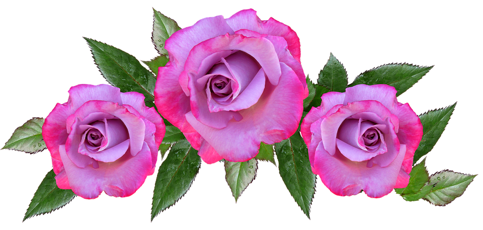 Pink Purple Roses Transparent Background PNG