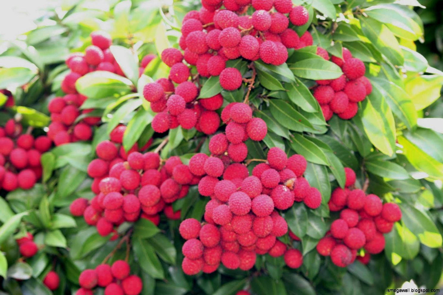Pink Red Tropical Lychee Fruits Wallpaper