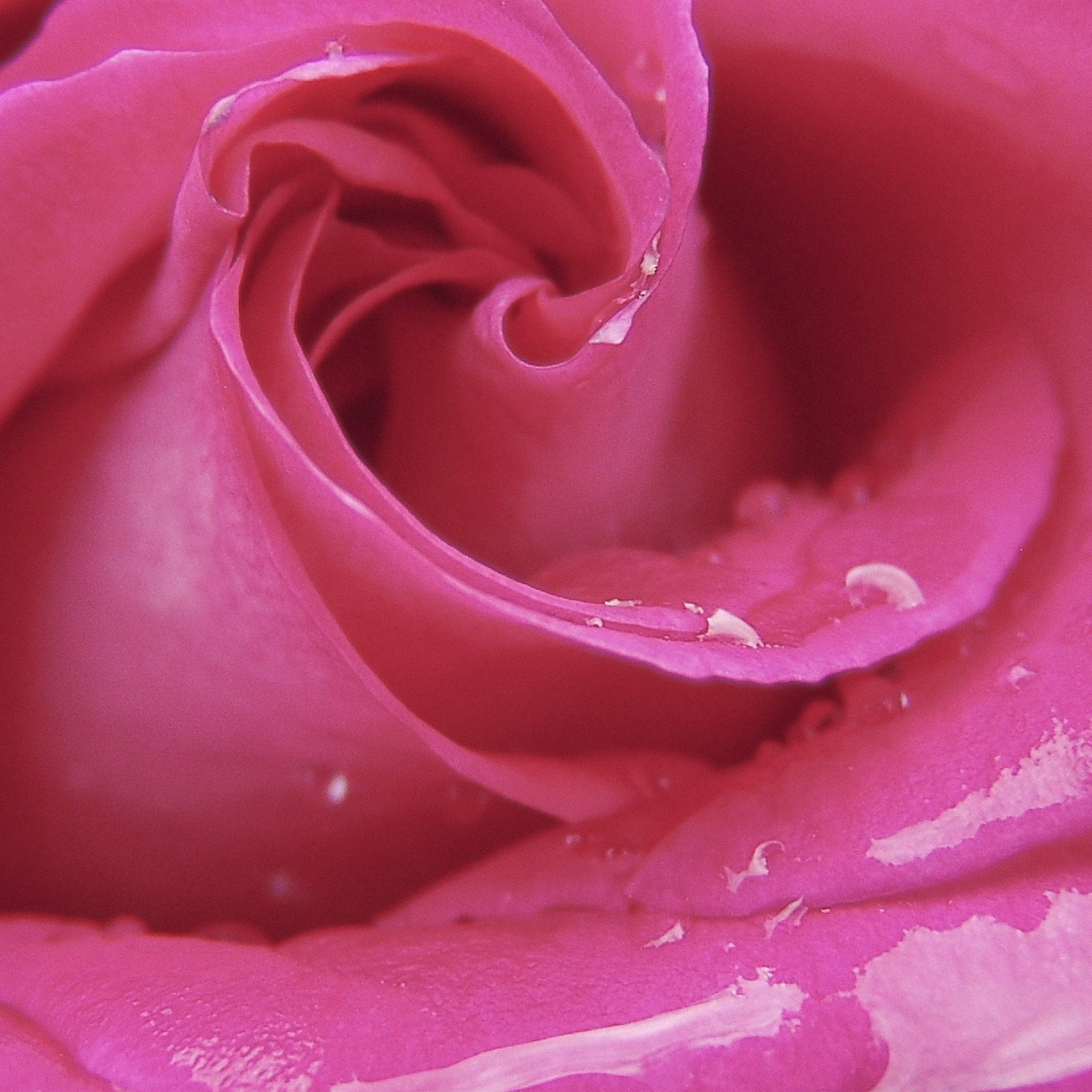 Pink Romantisk Rose Nærbillede Wallpaper