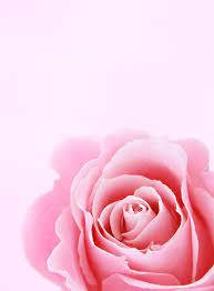 Pink Rose Art Wallpaper