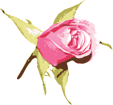 Pink Rose Artistic Illustration PNG