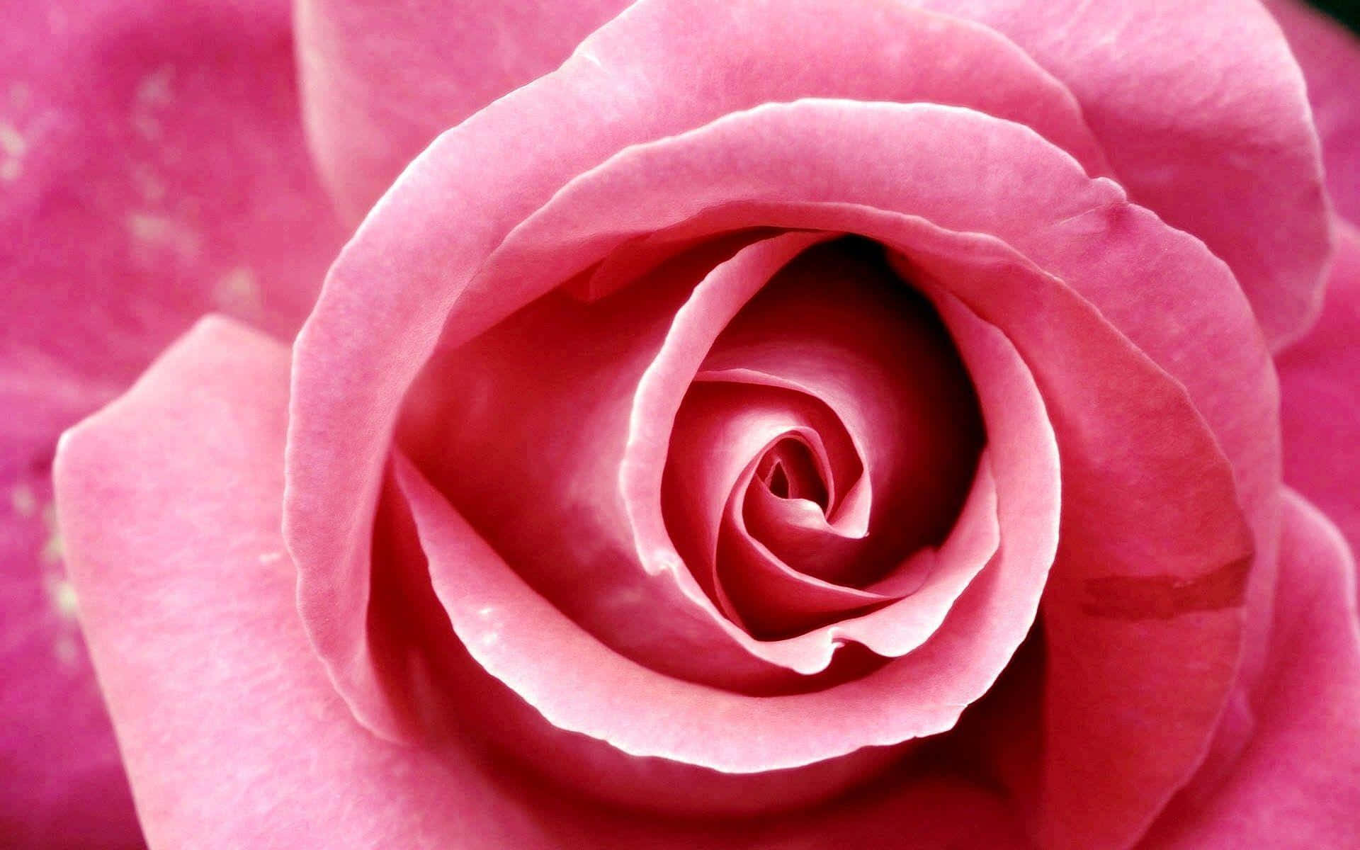 A single pink rose against a white background