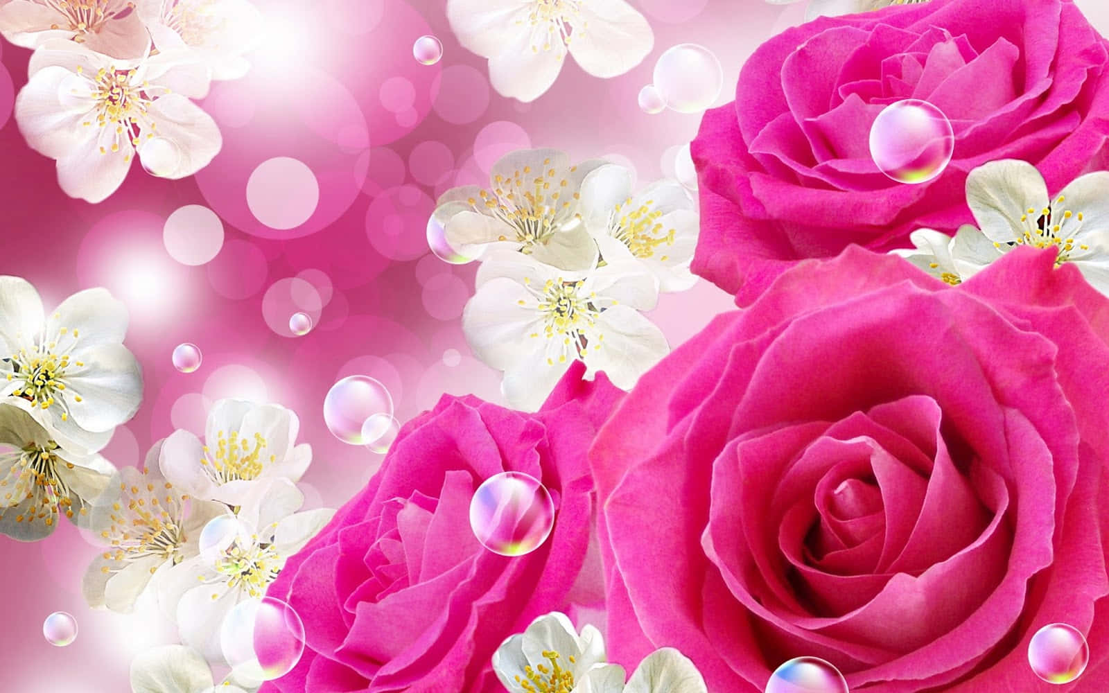 Pink Roses And White Flowers On A Pink Background