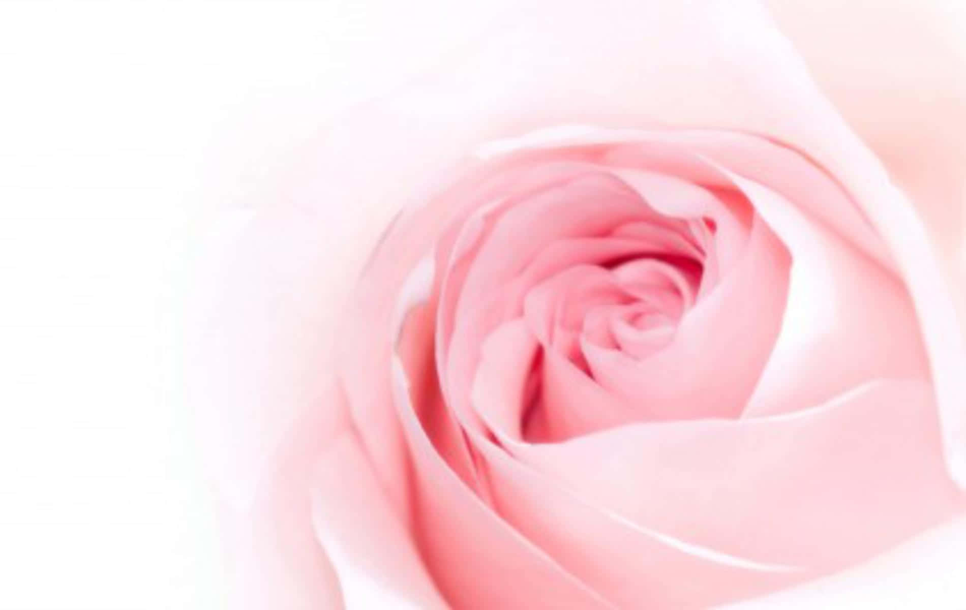 Einezarte Rosa Rose In Voller Blüte