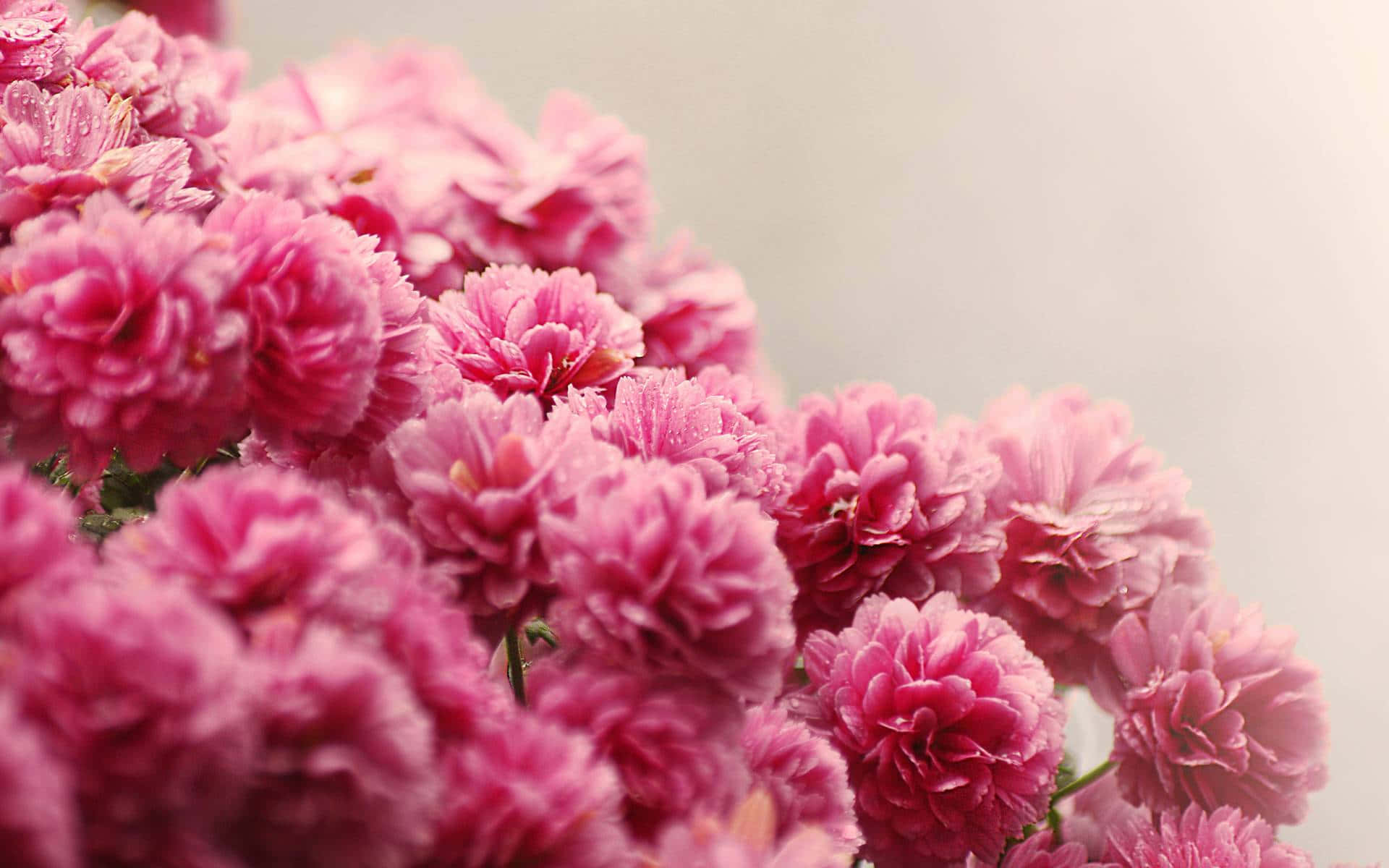 Ensmuk Pink Rose Står I Perfekt Skønhed, Som Et Symbol På Ultimativ Kærlighed Og Ømhed.