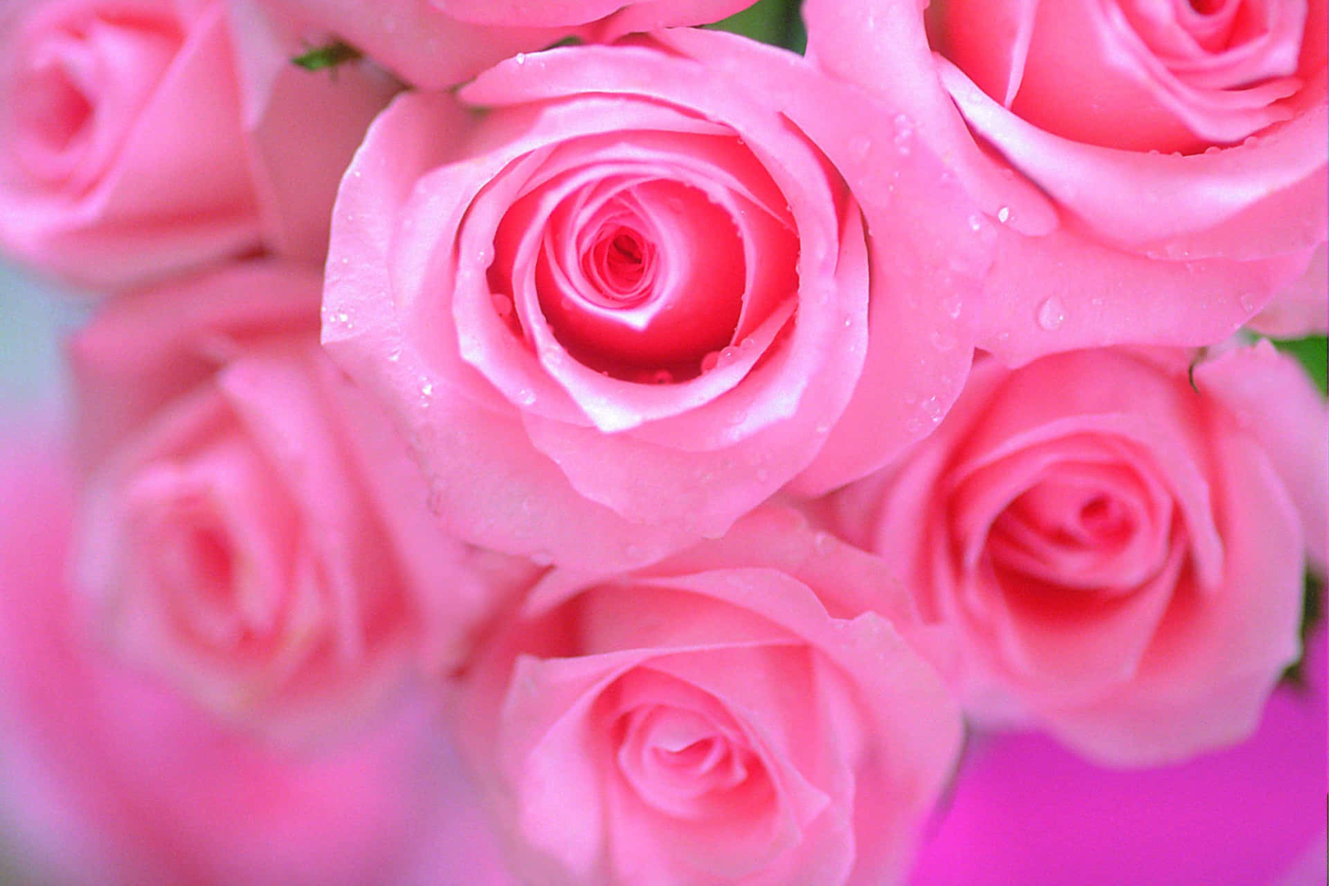 Pink Roses In A Vase