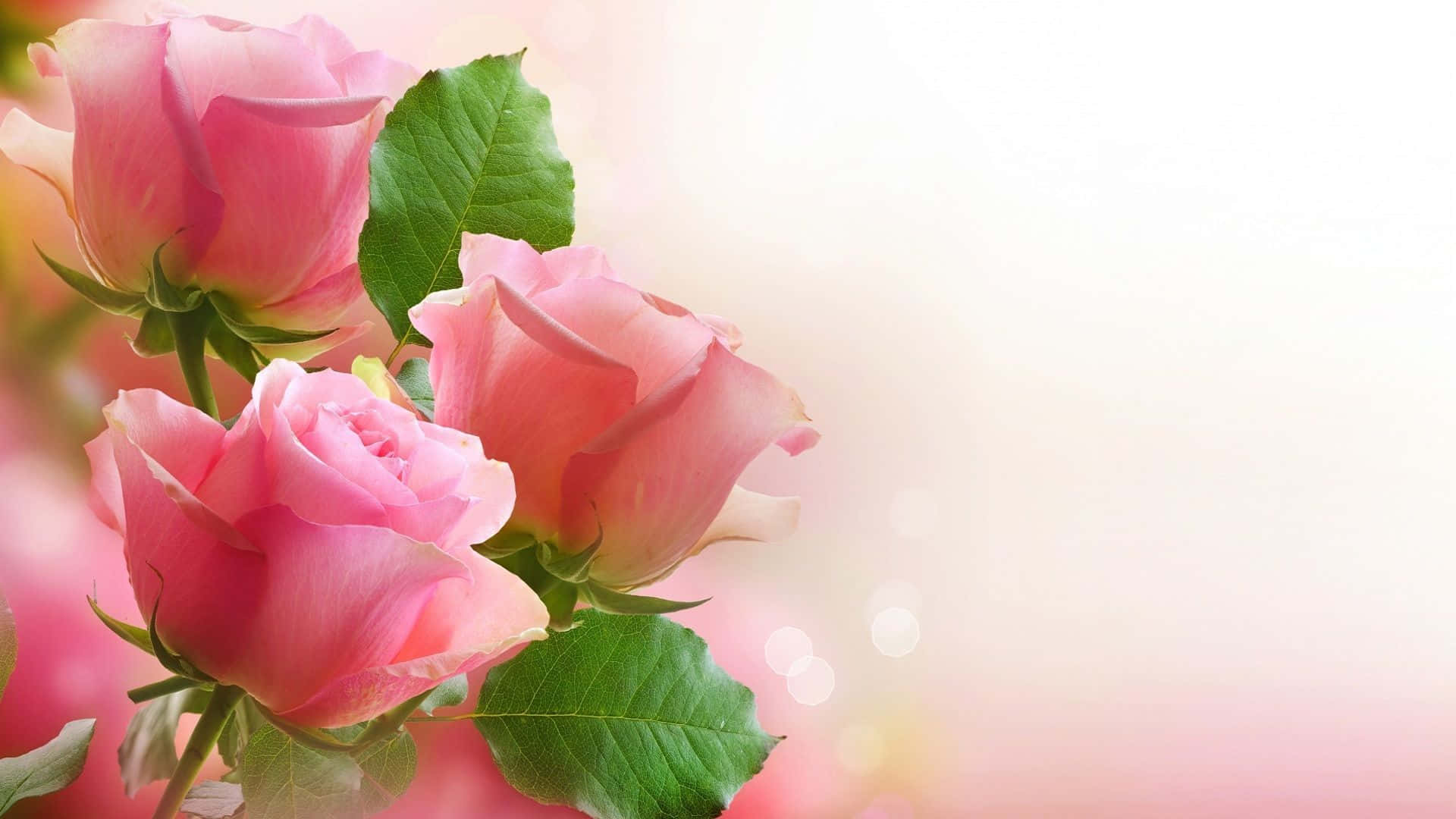 Unique, exquisite pink rose