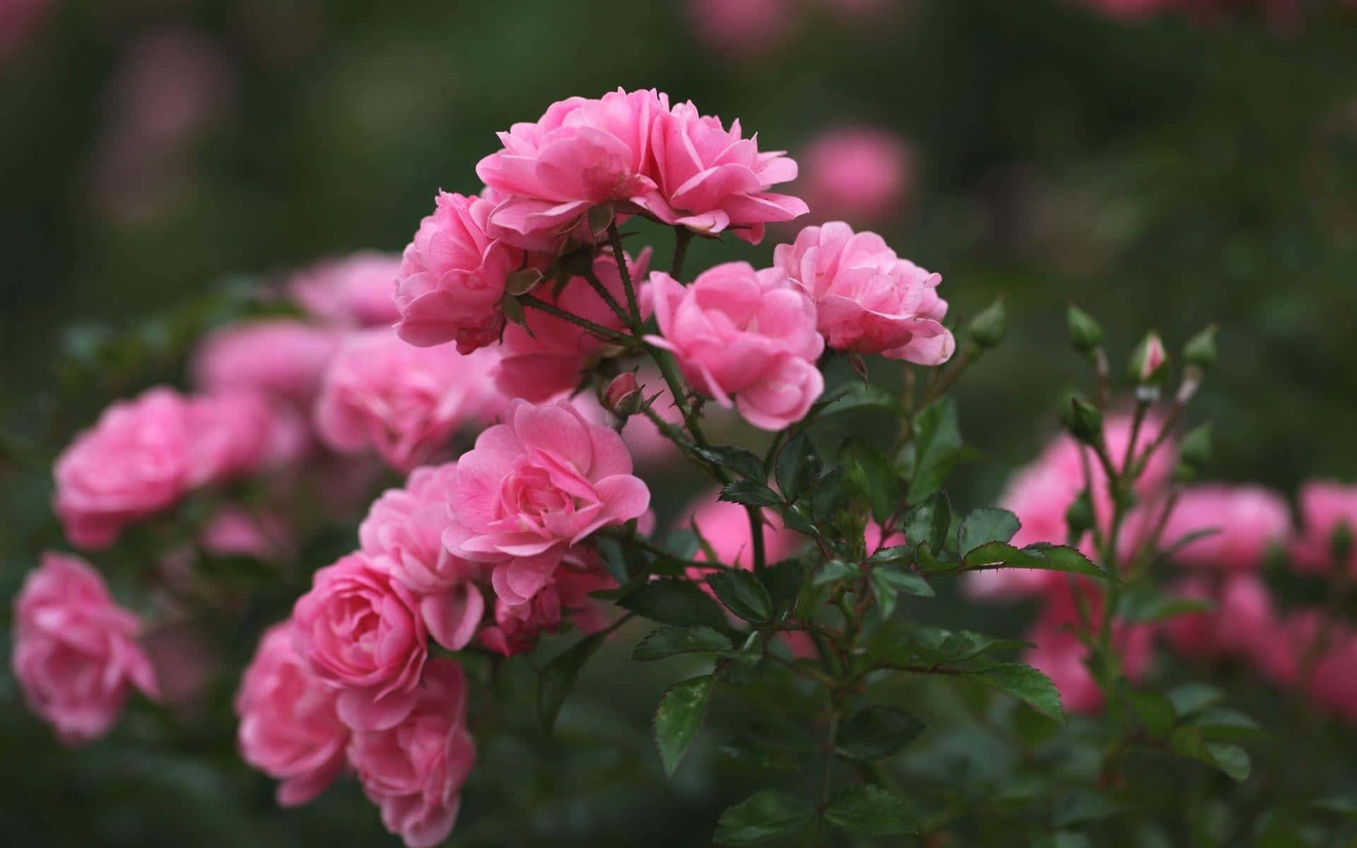 Enförtrollande Rosa Ros Som Blommar I Sublim Skönhet.