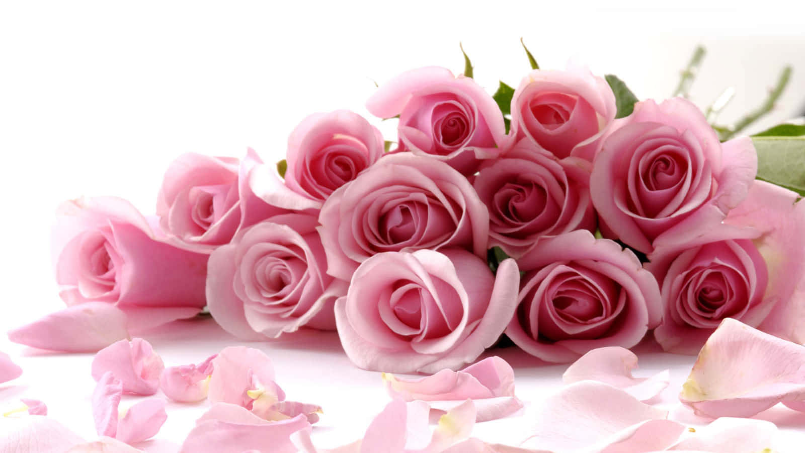 Pink Roses On A White Background