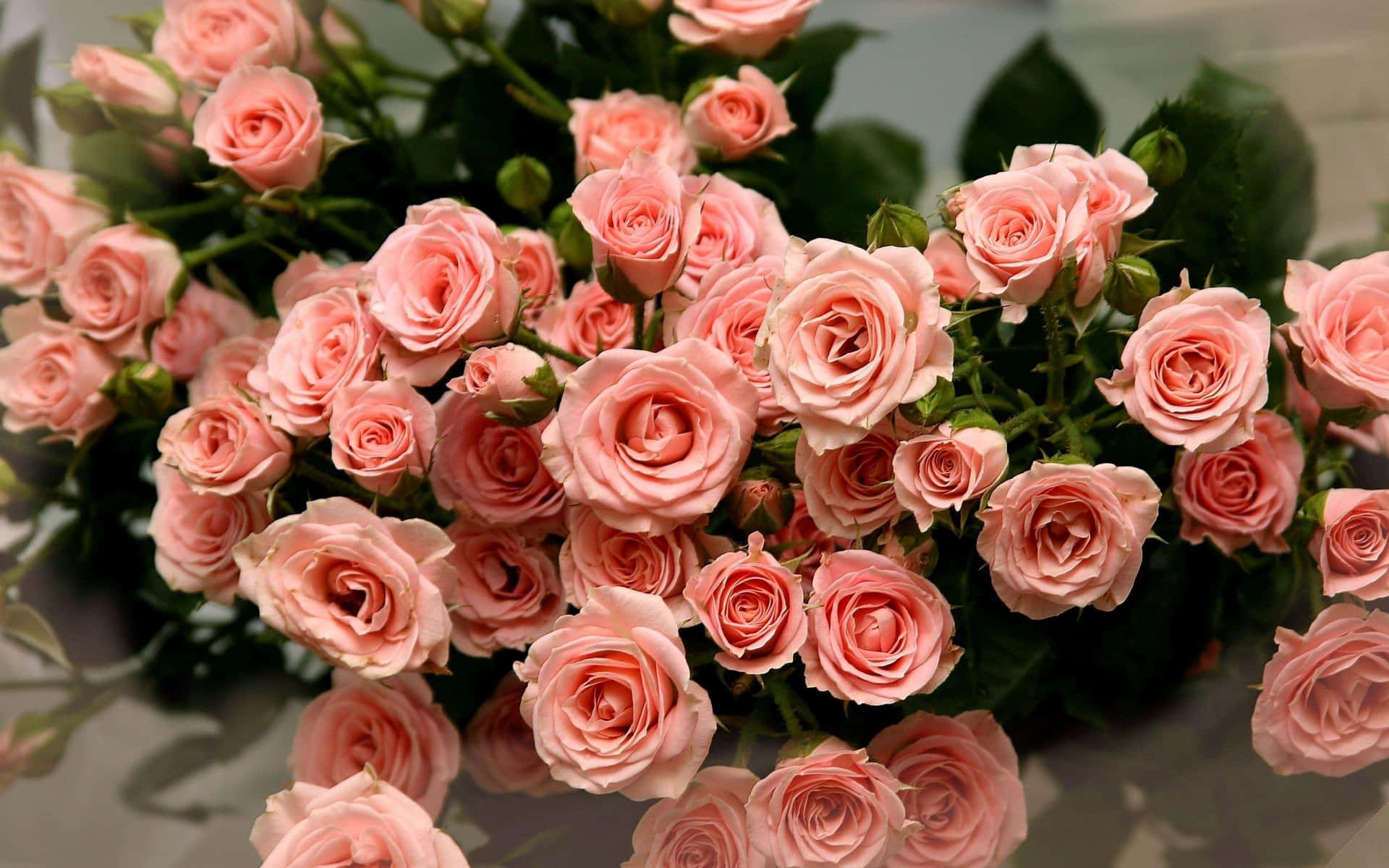 Unbellissimo Bouquet Di Fragranti Rose Rosa