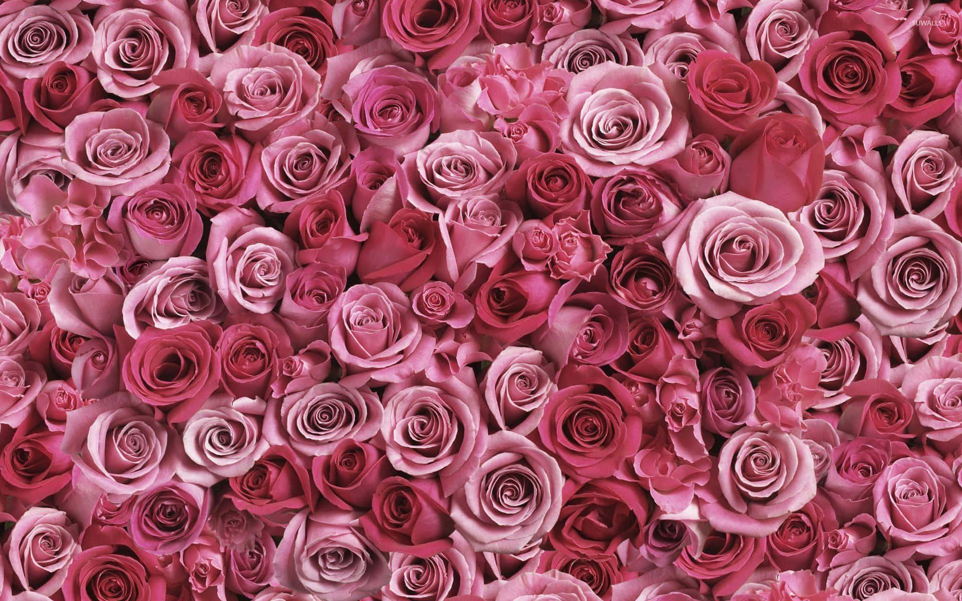 Unaexplosión De Belleza: Una Hermosa Rosa Rosa.