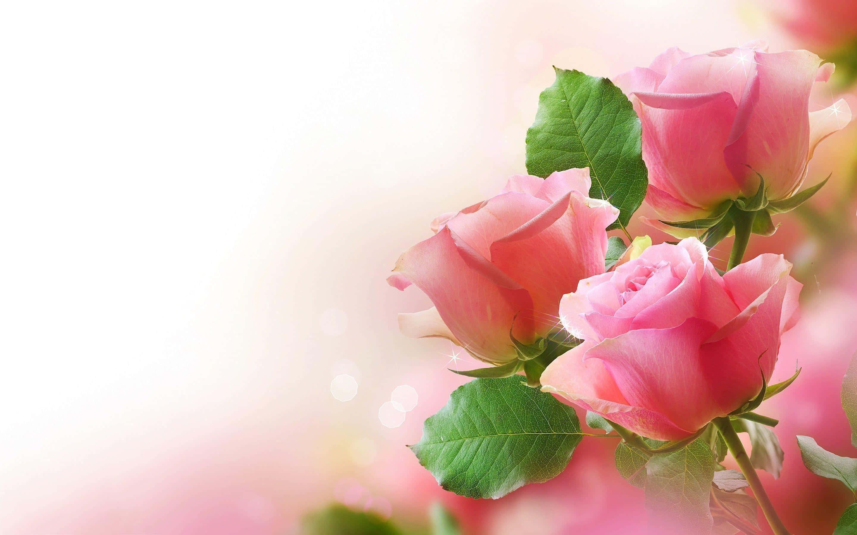 A delicate pink rose against a pale pink background