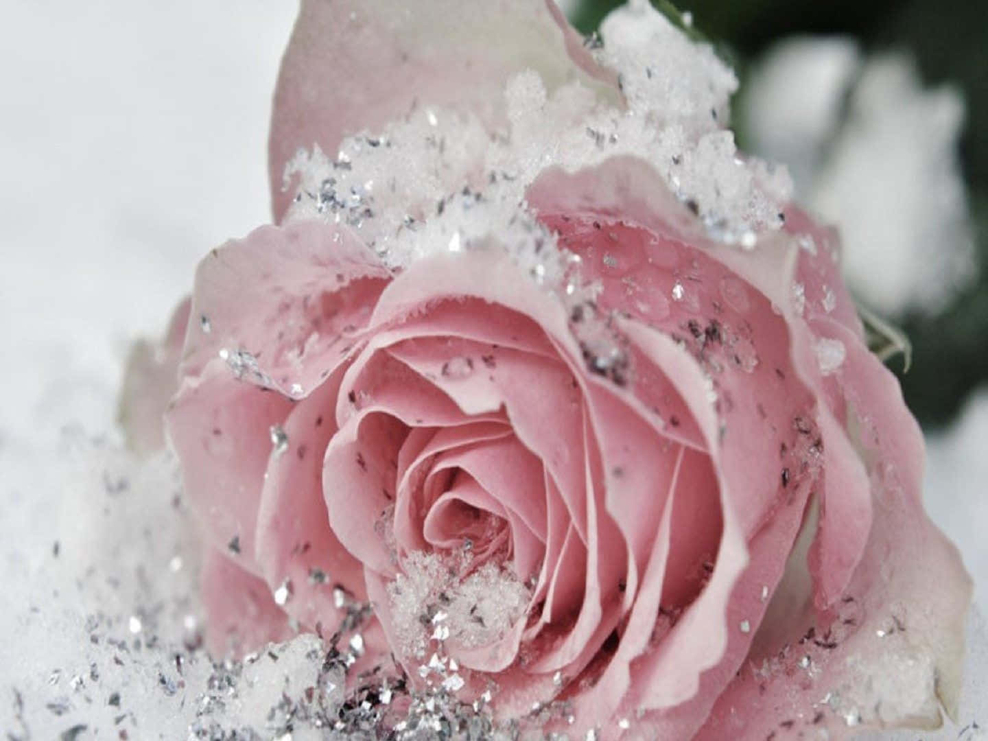 Tadig En Stund Att Uppskatta Skönheten Hos Denna Rosa Ros