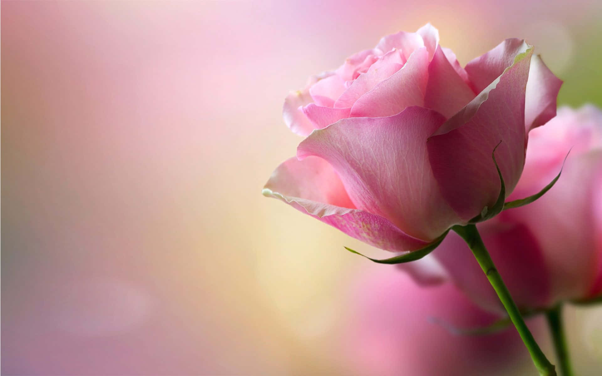 Enenkelt, Betagende Smuk Lyserød Rose I Fuldt Blomst