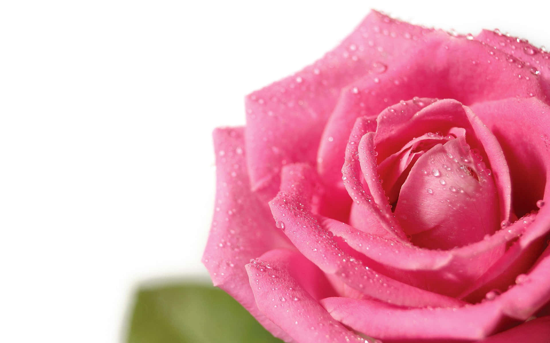 Image  Delicate Pink Rose Over a Light Gray Background