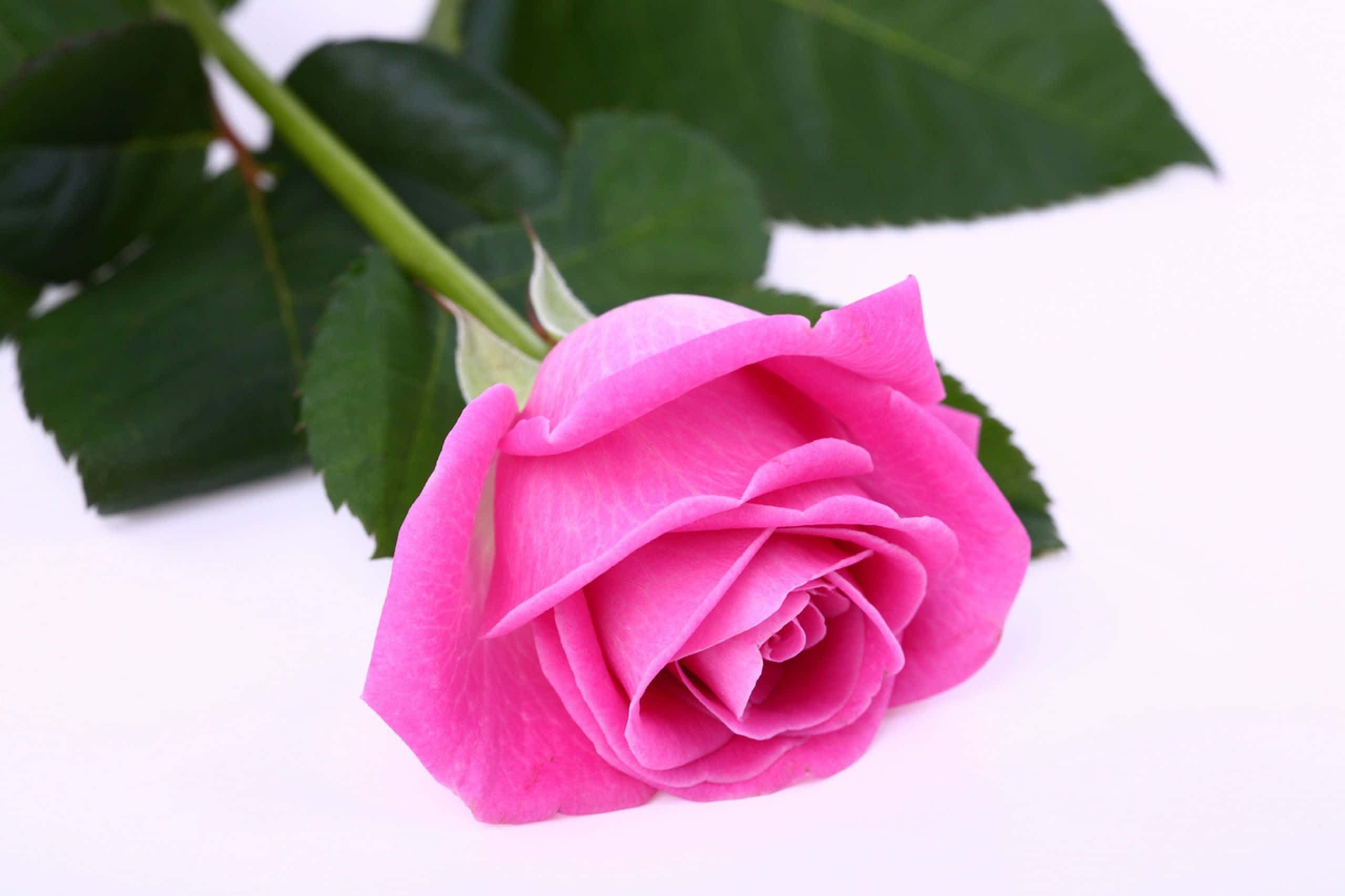 Unabellissima Rosa Rosa In Fiore Pieno.
