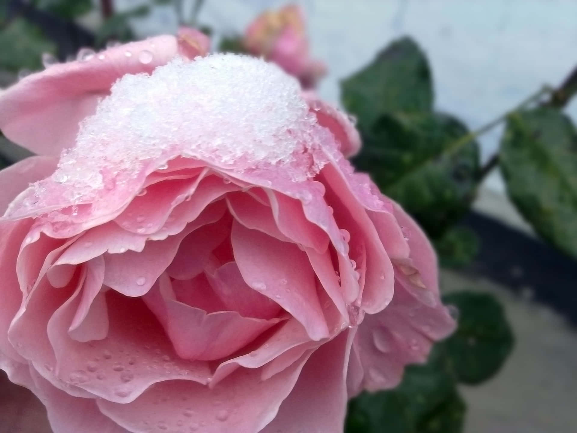 Einesanfte Erinnerung An Schönheit Und Liebe - Eine Zarte Rosa Rose.