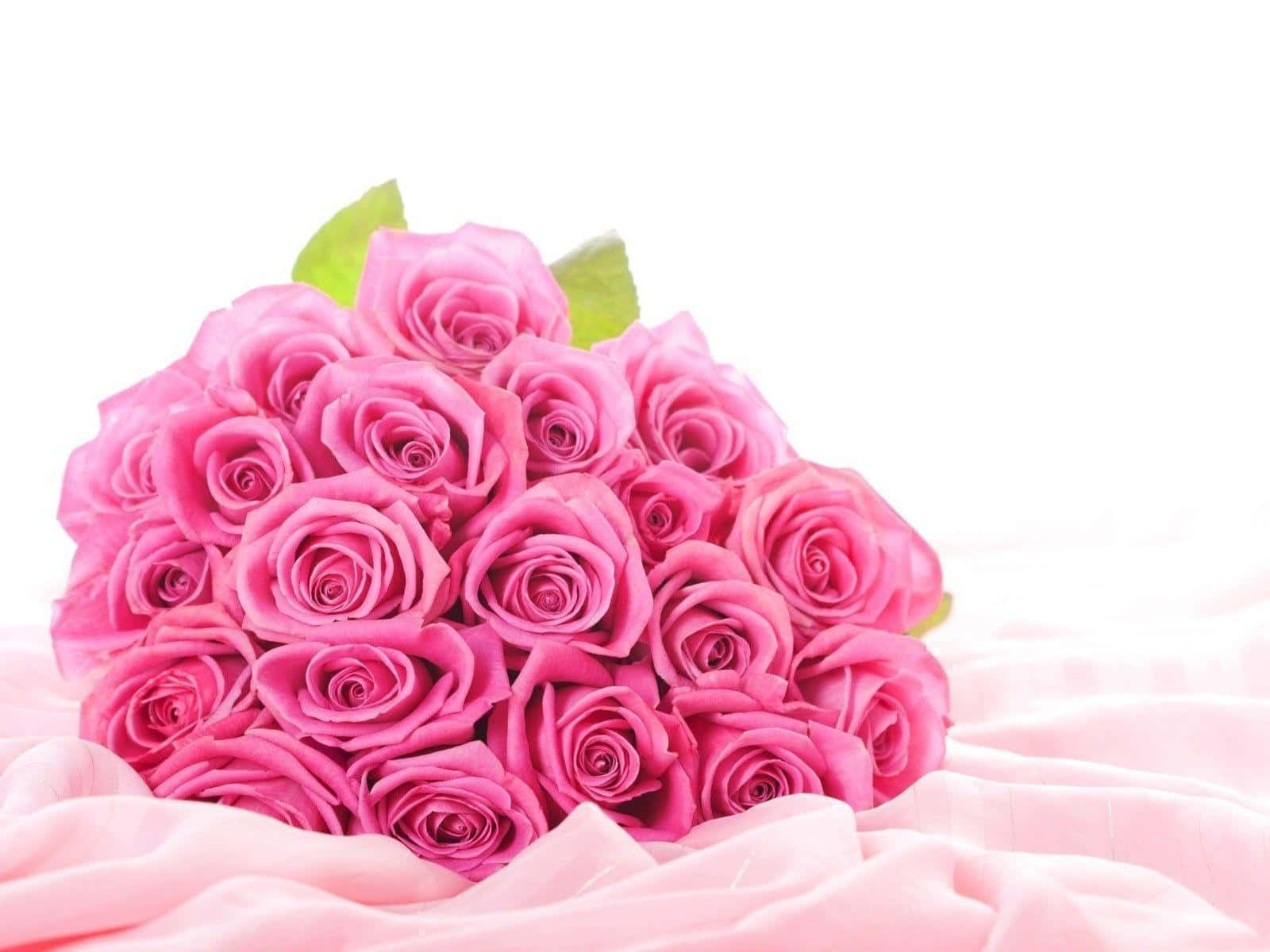 Ensmuk Pink Rose, Der Står I Fuldt Flor.