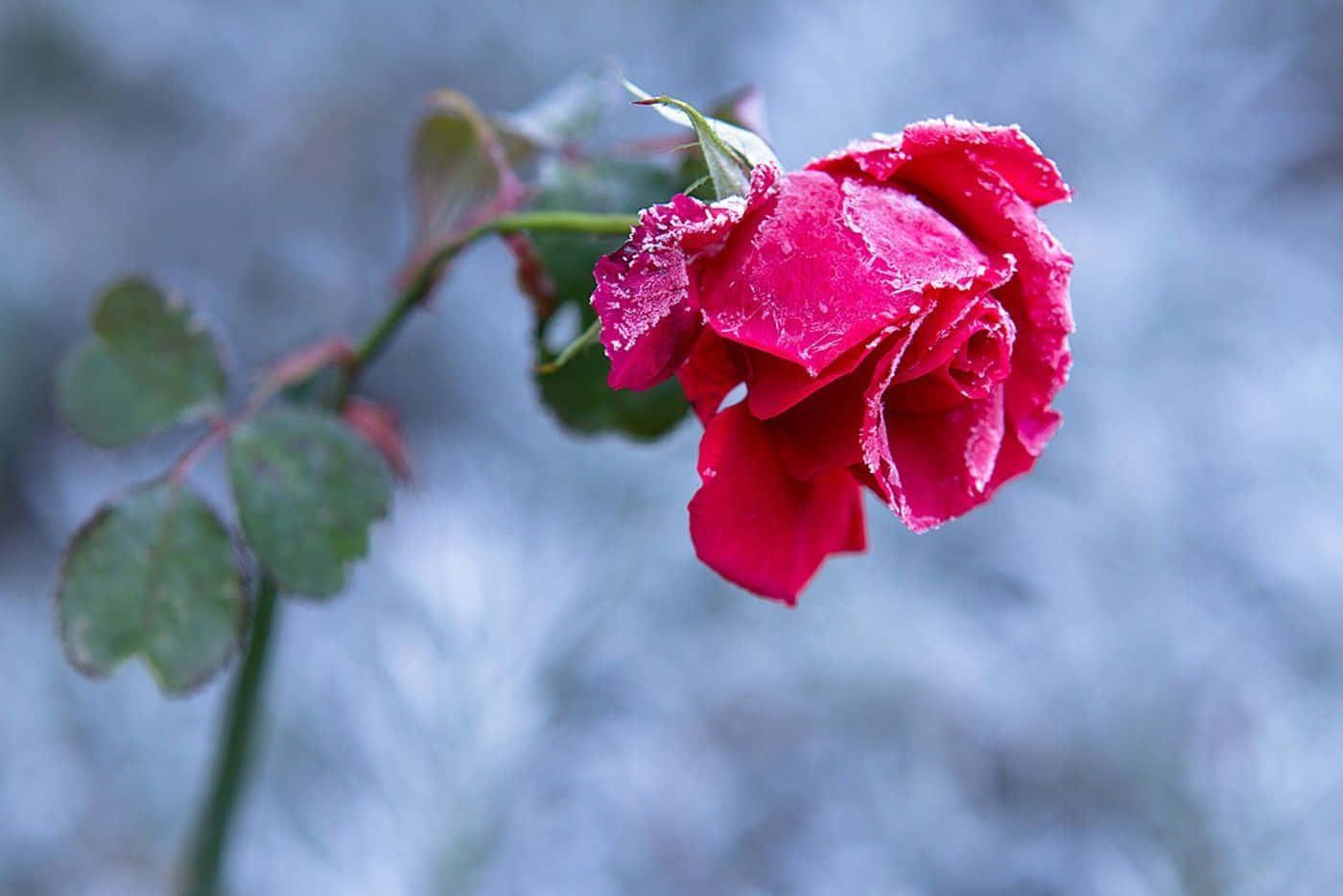 Blomstrendepink Rose På En Livlig Grøn Baggrund.