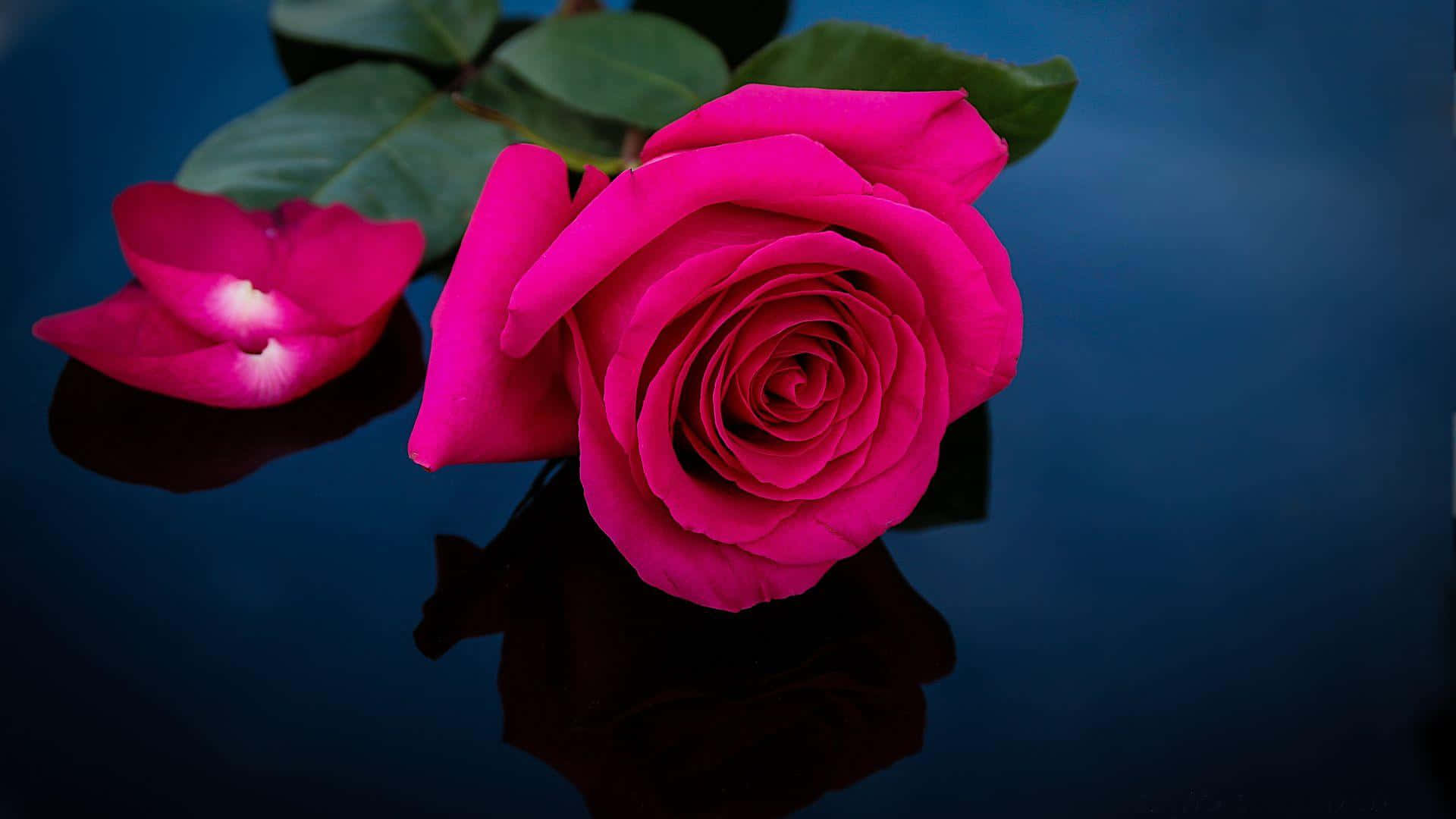 Enbedårande Vacker Rosa Ros