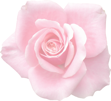 Pink Rose Black Background PNG