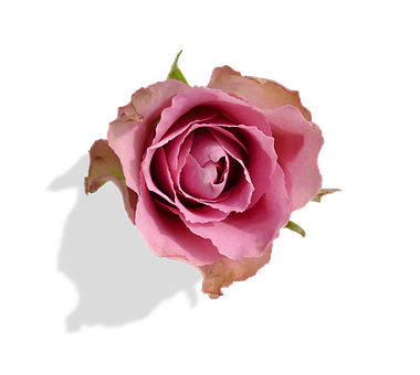 Pink Rose Black Background PNG