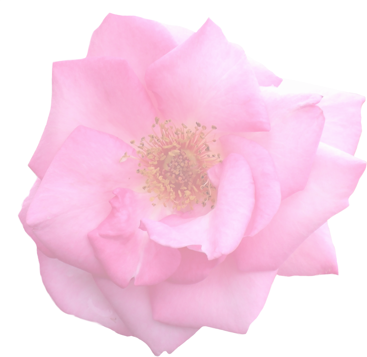 Pink Rose Black Background PNG