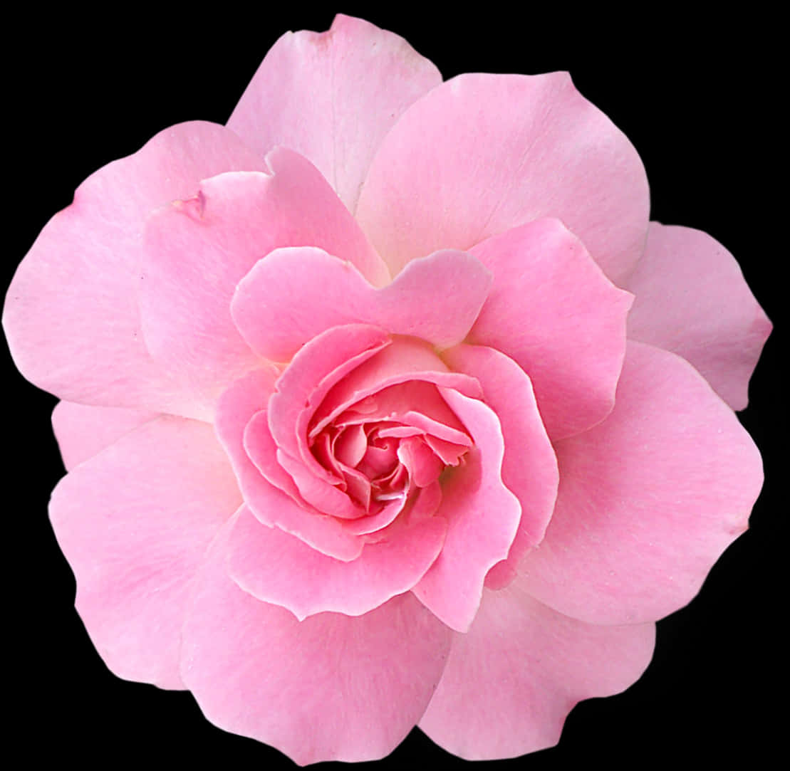 Download Pink Rose Black Background | Wallpapers.com