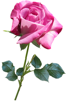 Pink Rose Black Background PNG