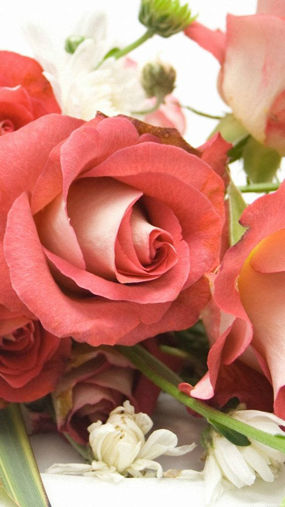 Pink Rose Blomst Iphone Wallpaper
