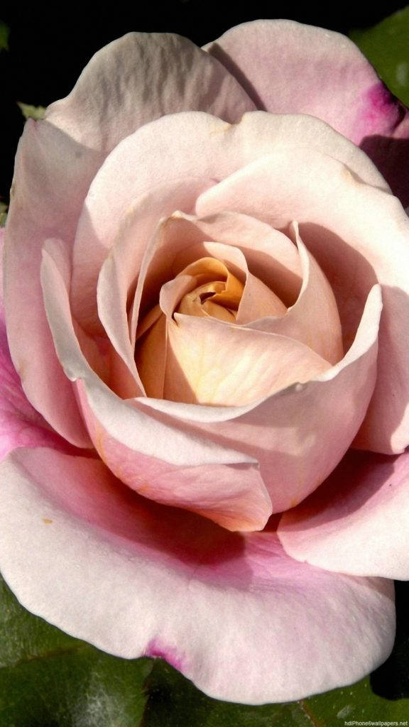 Pink Rose Blomst Iphone Wallpaper