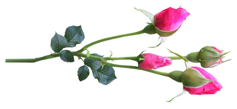 Pink Rose Branch Transparent Background PNG